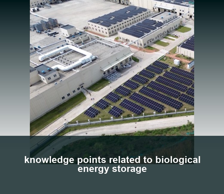 knowledge points related to biological energy storage