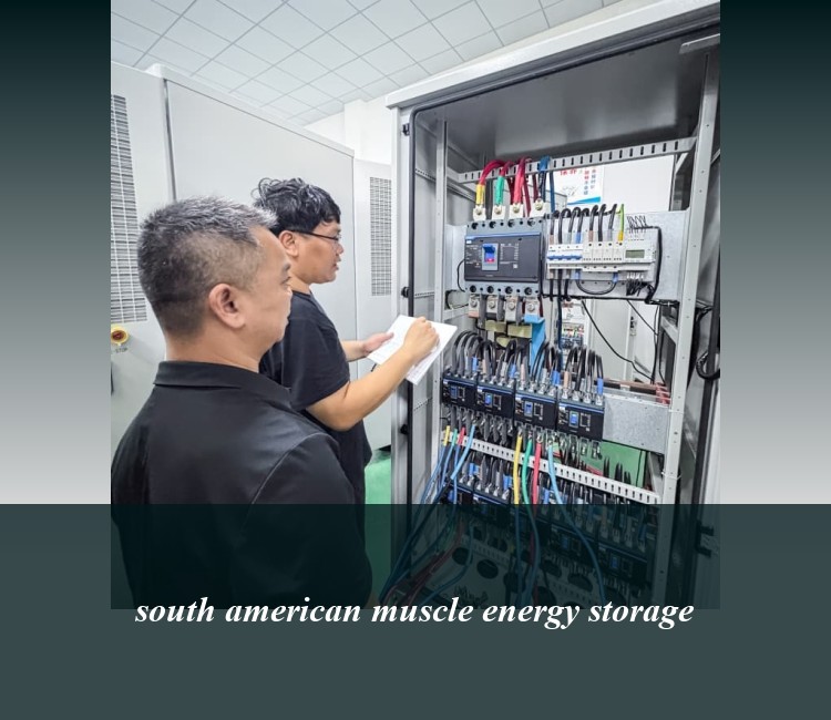 south american muscle energy storage